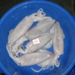 frozen squid whole 10/20 wholeseller