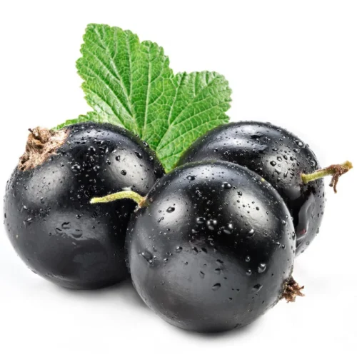 Get high-quality frozen Blackcurrants at the best wholesale prices. Perfect for jams, desserts, and food businesses.