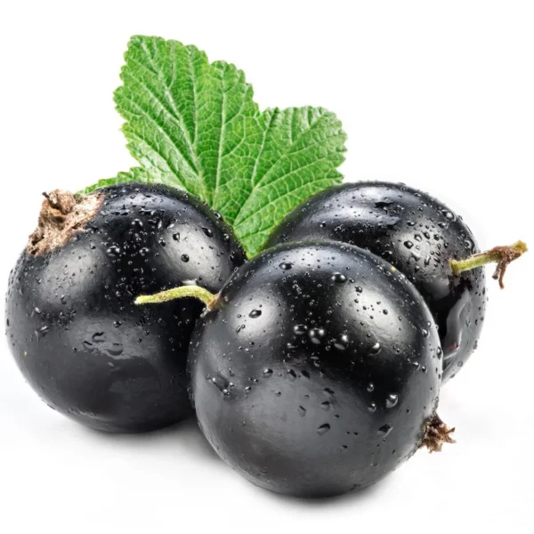 Blackcurrant