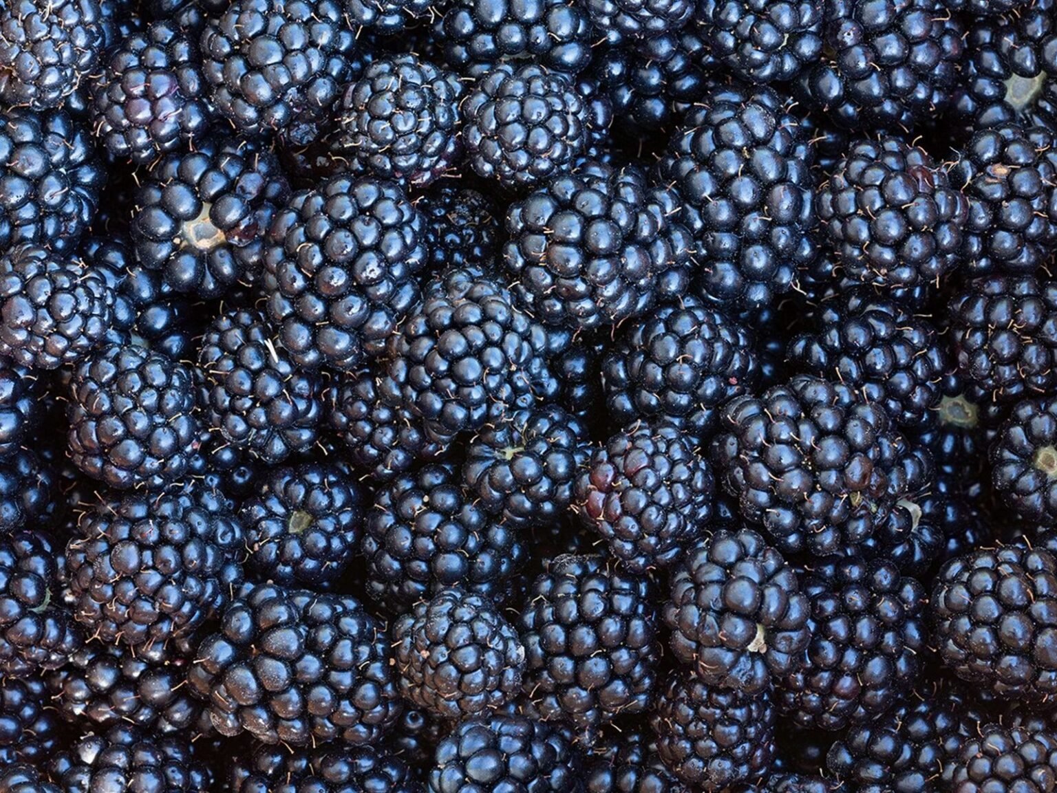 Frozen Blackberry IQF