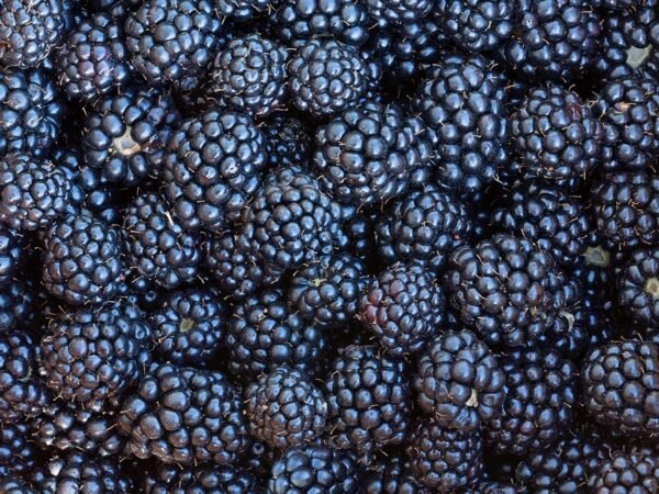 Frozen Blackberry IQF