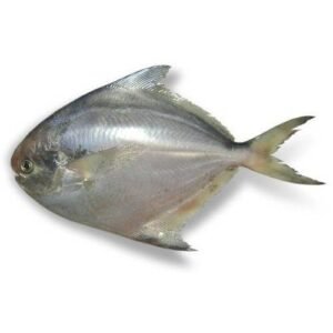 Silver Pomfret